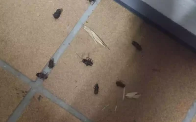 Roedores y rastreros en Illescas y en el Señorío de Illescas. Invasión año tras año