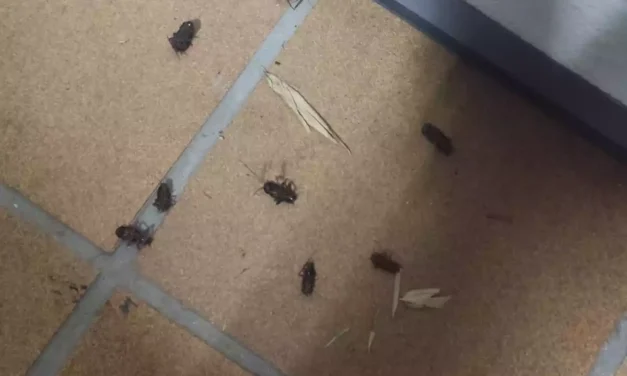 Roedores y rastreros en Illescas y en el Señorío de Illescas. Invasión año tras año