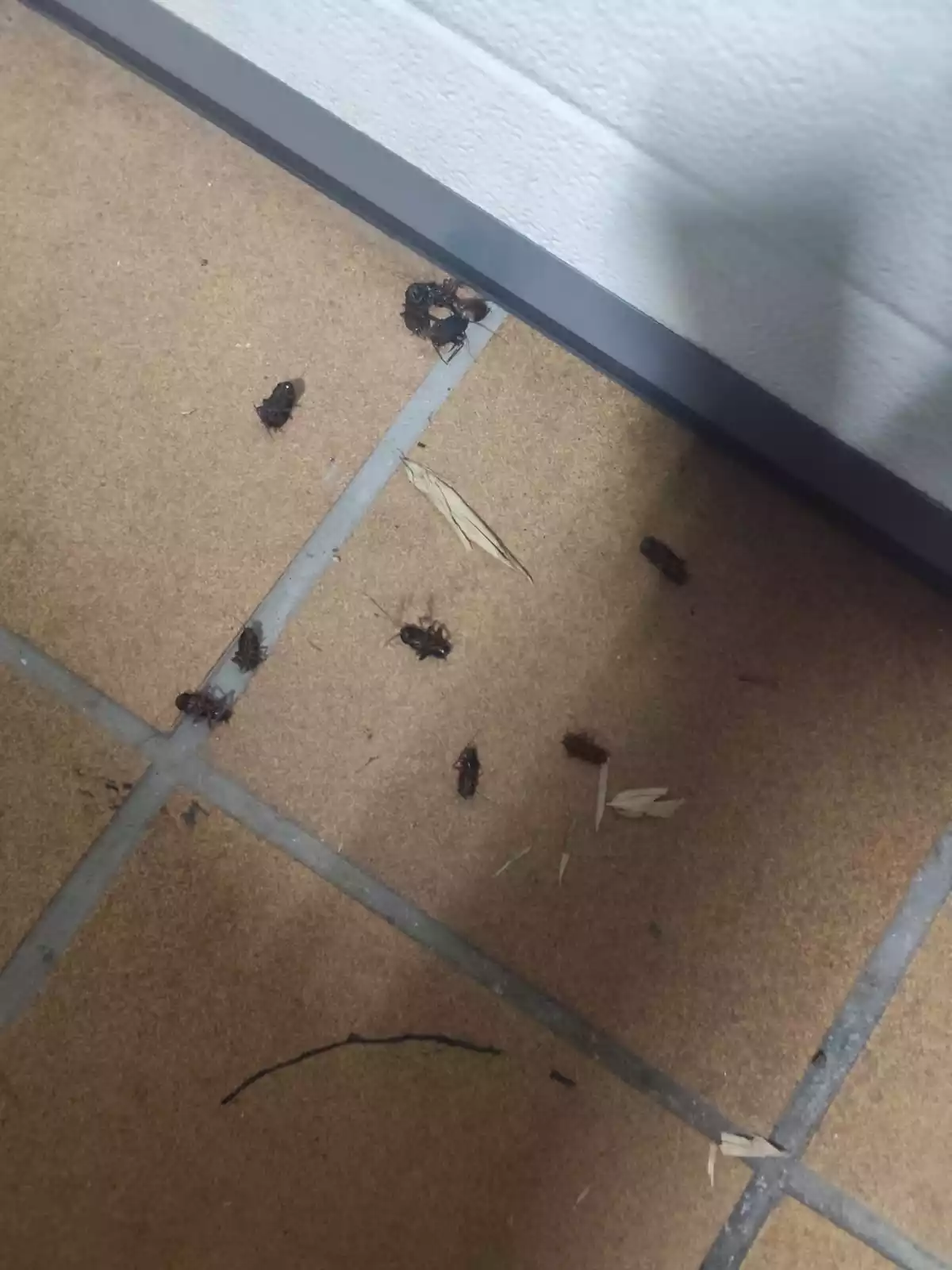 Invasión cucarachas Illescas